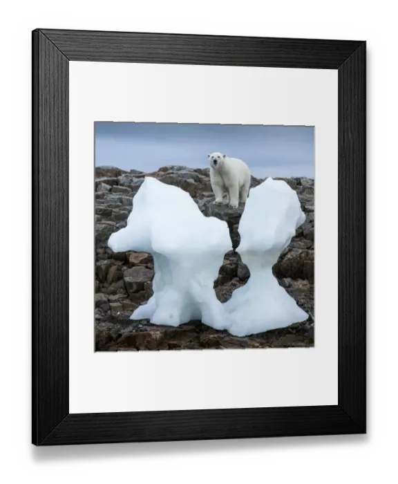 Framed Print : Canada, Nunavut Territory, Repulse Bay, Polar Bear (Ursus maritimus) standing by Framed Print : Canada, Nunavut Territory, Repulse Bay, Polar Bear (Ursus maritimus) standing by