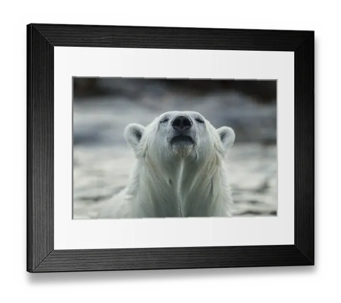 Framed Print : Canada, Nunavut Territory, Repulse Bay, Polar Bear (Ursus maritimus) sniffing Framed Print : Canada, Nunavut Territory, Repulse Bay, Polar Bear (Ursus maritimus) sniffing