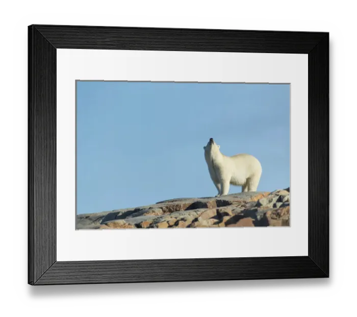 Framed Print : Canada, Nunavut Territory, Repulse Bay, Polar Bears (Ursus maritimus) sniffs air Framed Print : Canada, Nunavut Territory, Repulse Bay, Polar Bears (Ursus maritimus) sniffs air