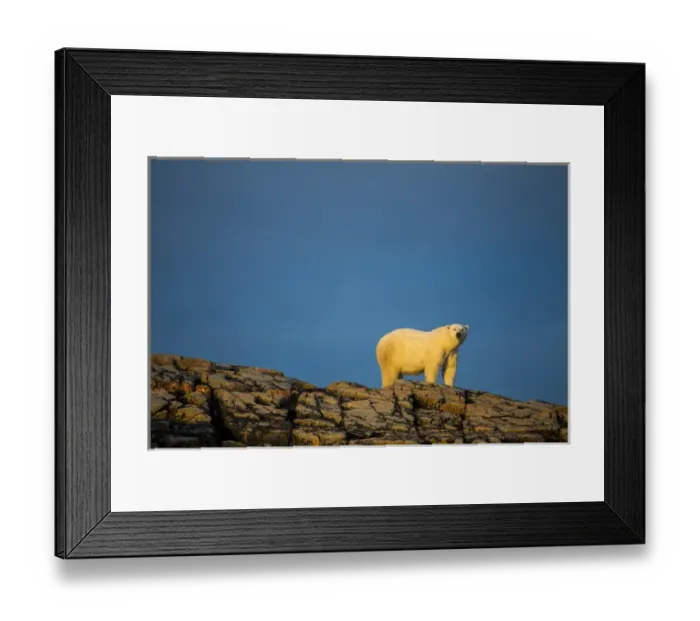 Framed Print : Canada, Nunavut Territory, Repulse Bay, Adult Male Polar Bear (Ursus maritimus) standing Framed Print : Canada, Nunavut Territory, Repulse Bay, Adult Male Polar Bear (Ursus maritimus) standing