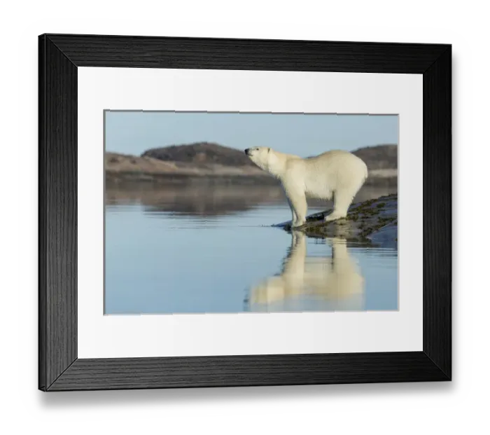 Framed Print : Canada, Nunavut Territory, Repulse Bay, Polar Bears (Ursus maritimus) standing along Framed Print : Canada, Nunavut Territory, Repulse Bay, Polar Bears (Ursus maritimus) standing along