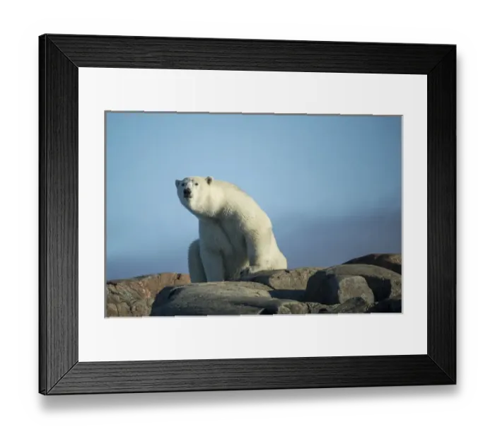 Framed Print : Canada, Nunavut Territory, Repulse Bay, Polar Bears (Ursus maritimus) resting Framed Print : Canada, Nunavut Territory, Repulse Bay, Polar Bears (Ursus maritimus) resting