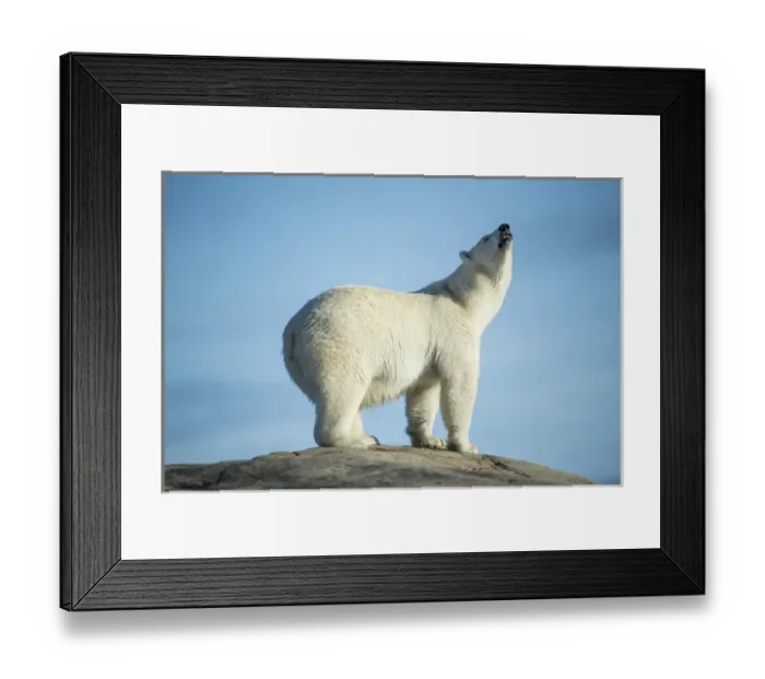 Framed Print : Canada, Nunavut Territory, Repulse Bay, Polar Bears (Ursus maritimus) sniffing air Framed Print : Canada, Nunavut Territory, Repulse Bay, Polar Bears (Ursus maritimus) sniffing air