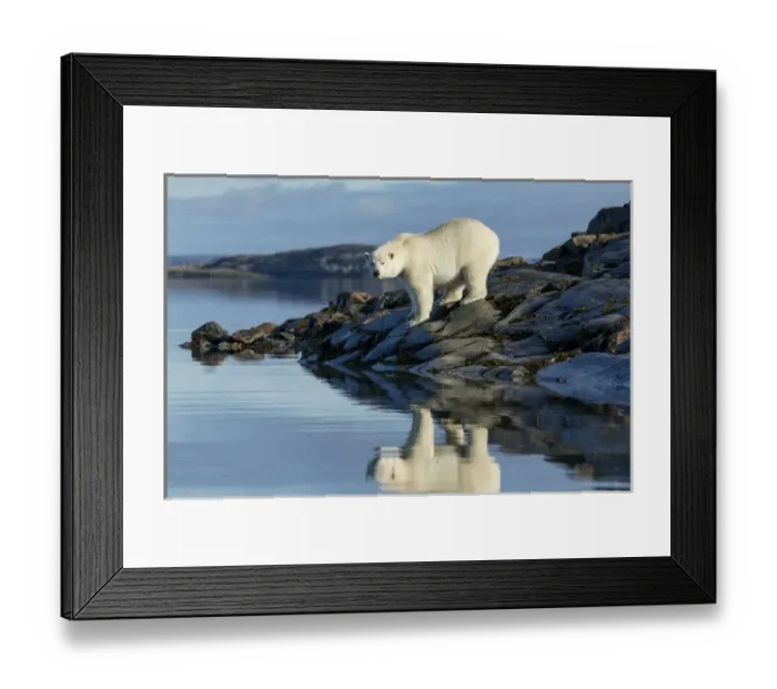 Framed Print : Canada, Nunavut Territory, Repulse Bay, Polar Bears (Ursus maritimus) standing along
