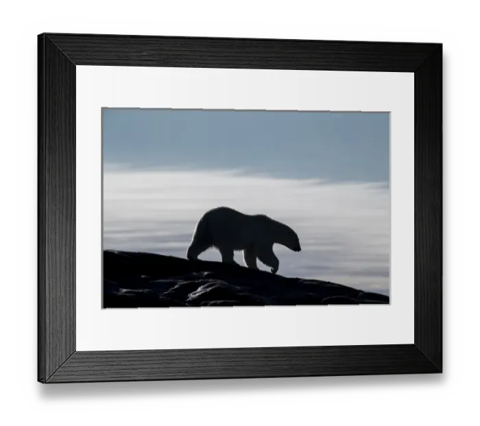 Framed Print : Canada, Nunavut Territory, Repulse Bay, Silhouette of Polar Bear (Ursus maritimus)
