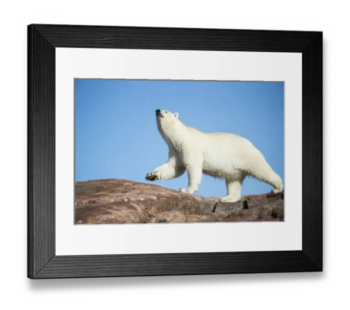 Framed Print : Canada, Nunavut Territory, Repulse Bay, Polar Bear (Ursus maritimus) sniffs while Framed Print : Canada, Nunavut Territory, Repulse Bay, Polar Bear (Ursus maritimus) sniffs while