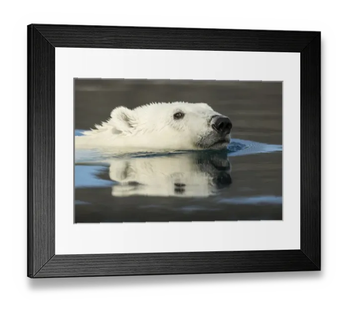 Framed Print : Canada, Nunavut Territory, Repulse Bay, Polar Bear (Ursus maritimus) swimming in Framed Print : Canada, Nunavut Territory, Repulse Bay, Polar Bear (Ursus maritimus) swimming in