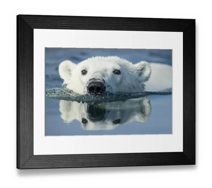 Framed Print : Canada, Nunavut Territory, Repulse Bay, Polar Bear (Ursus maritimus) swimming in Framed Print : Canada, Nunavut Territory, Repulse Bay, Polar Bear (Ursus maritimus) swimming in