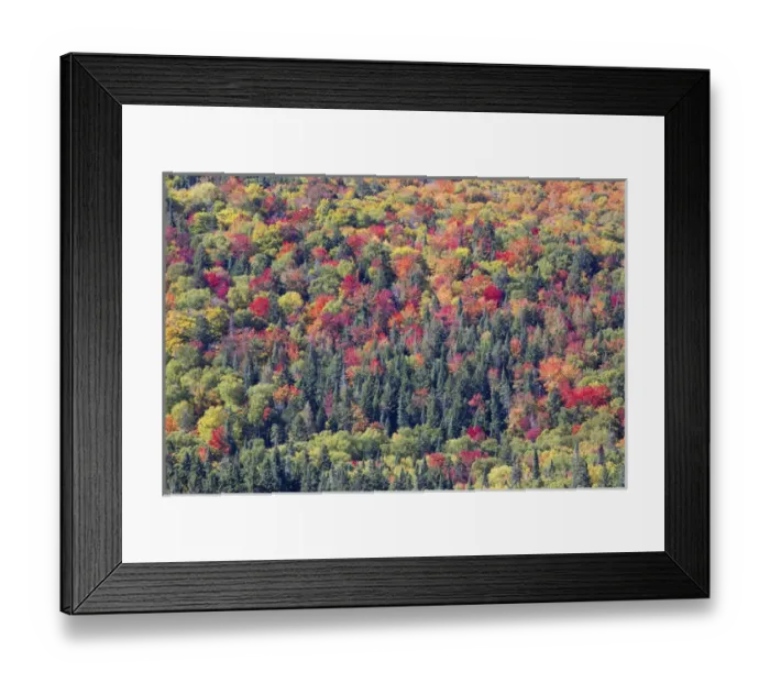 Framed Print : Canada, Quebec, Mount Tremblant National Park. Forest in fall colors. Credit as Framed Print : Canada, Quebec, Mount Tremblant National Park. Forest in fall colors. Credit as