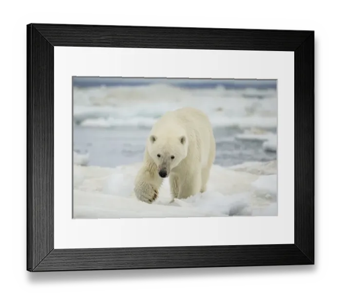 Framed Print : Canada, Nunavut Territory, Polar Bear (Ursus arctos) walking across sea ice in Frozen