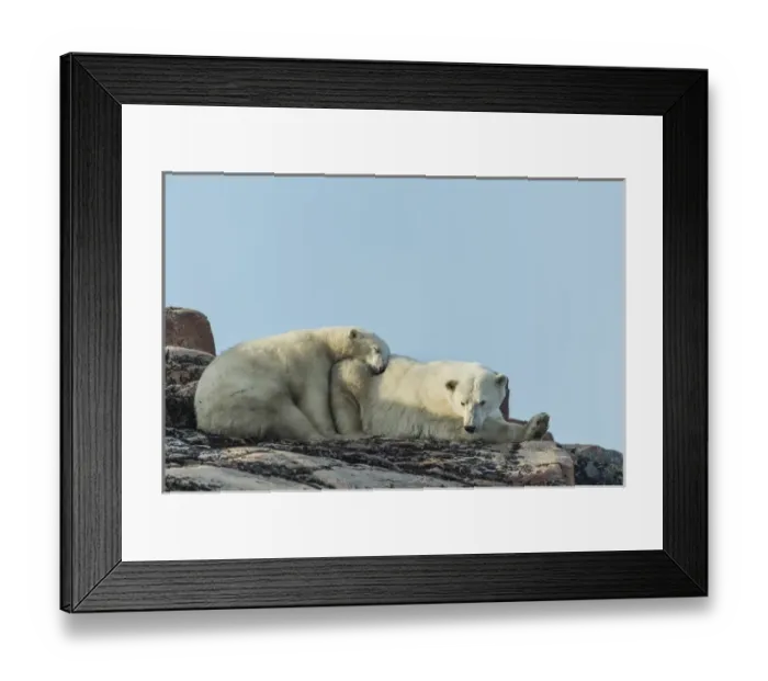 Framed Print : Canada, Nunavut Territory, Repulse Bay, Polar Bear and cub (Ursus maritimus) resting Framed Print : Canada, Nunavut Territory, Repulse Bay, Polar Bear and cub (Ursus maritimus) resting