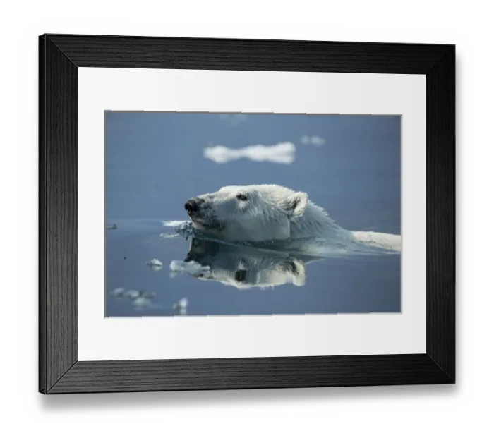 Framed Print : Canada, Nunavut Territory, Repulse Bay, Polar Bear (Ursus maritimus) swimming in Framed Print : Canada, Nunavut Territory, Repulse Bay, Polar Bear (Ursus maritimus) swimming in