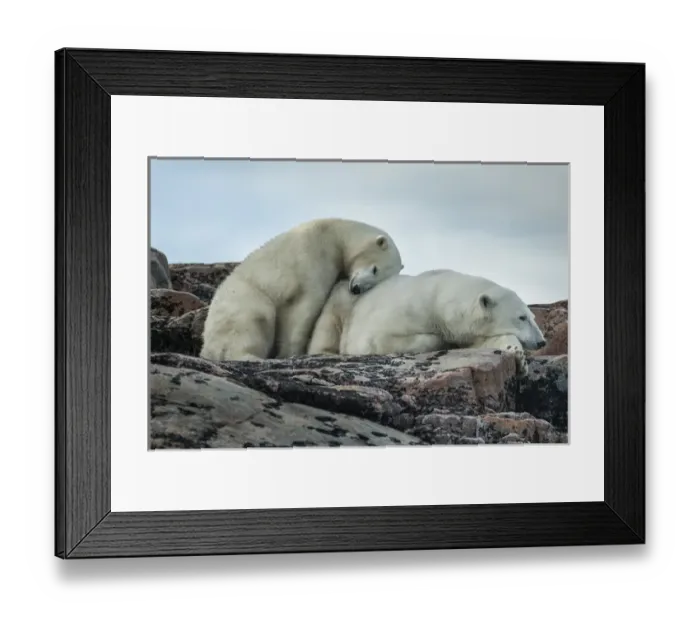 Framed Print : Canada, Nunavut Territory, Repulse Bay, Polar Bear and cub (Ursus maritimus) resting Framed Print : Canada, Nunavut Territory, Repulse Bay, Polar Bear and cub (Ursus maritimus) resting