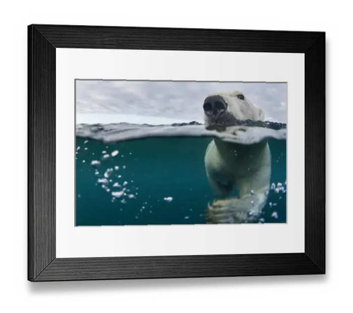 Framed Print : Canada, Nunavut Territory, Repulse Bay, Underwater view of Polar Bear (Ursus maritimus) Framed Print : Canada, Nunavut Territory, Repulse Bay, Underwater view of Polar Bear (Ursus maritimus)