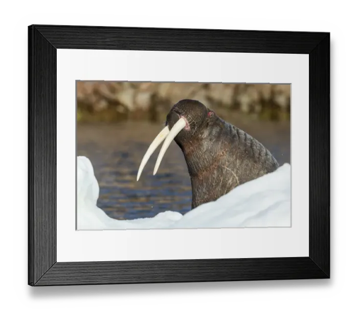 Framed Print : Canada, Nunavut Territory, Repulse Bay, Walrus (Odobenus rosmarus) at edge of sea