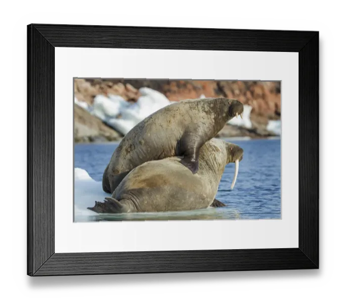 Framed Print : Canada, Nunavut Territory, Repulse Bay, Walrus (Odobenus rosmarus) and calf on small