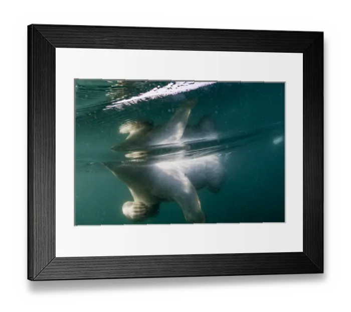 Framed Print : Canada, Nunavut Territory, Repulse Bay, Underwater view of Polar Bear (Ursus maritimus) Framed Print : Canada, Nunavut Territory, Repulse Bay, Underwater view of Polar Bear (Ursus maritimus)