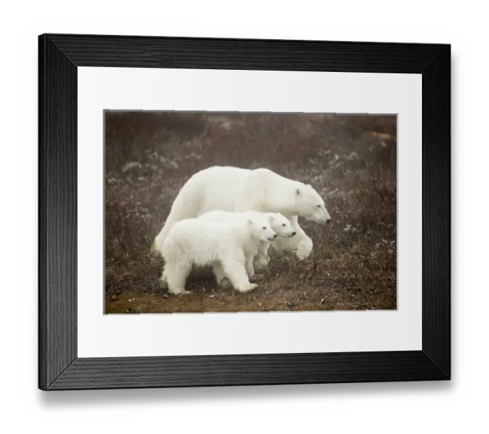 Framed Print : Canada, Manitoba, Churchill, Adult Female Polar Bear (Ursus maritimus) walking with