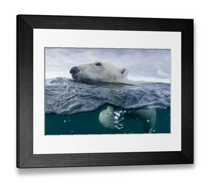 Framed Print : Canada, Nunavut Territory, Repulse Bay, Underwater view of Polar Bear (Ursus maritimus)