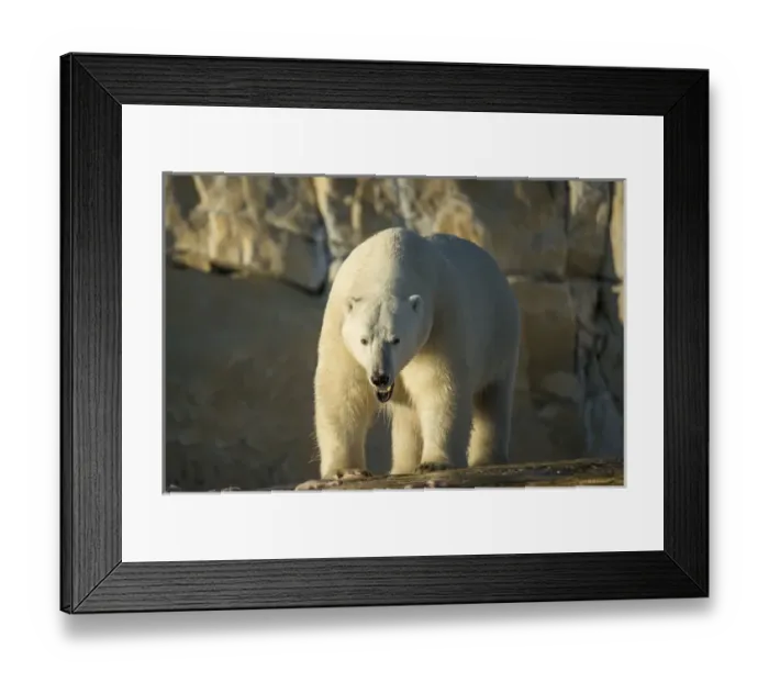 Framed Print : Canada, Nunavut Territory, Polar Bear feeeding on remains of Beluga Whale killed