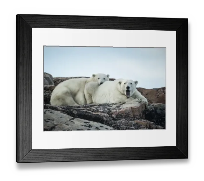Framed Print : Canada, Nunavut Territory, Repulse Bay, Polar Bear and cub (Ursus maritimus) resting Framed Print : Canada, Nunavut Territory, Repulse Bay, Polar Bear and cub (Ursus maritimus) resting