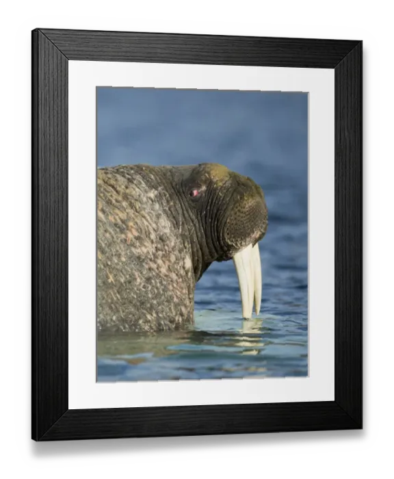 Framed Print : Canada, Nunavut Territory, Repulse Bay, Walrus (Odobenus rosmarus) at edge of sea Framed Print : Canada, Nunavut Territory, Repulse Bay, Walrus (Odobenus rosmarus) at edge of sea