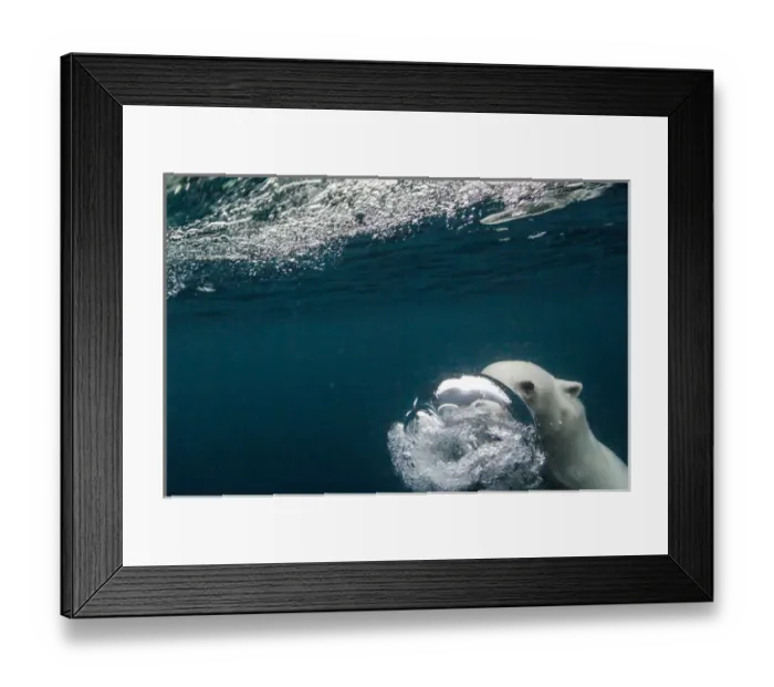 Framed Print : Canada, Nunavut Territory, Repulse Bay, Underwater view of Polar Bear (Ursus maritimus) Framed Print : Canada, Nunavut Territory, Repulse Bay, Underwater view of Polar Bear (Ursus maritimus)
