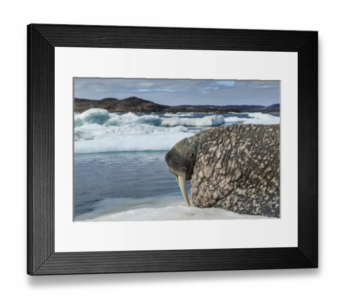 Framed Print : Canada, Nunavut Territory, Repulse Bay, Walrus (Odobenus rosmarus) resting on ice Framed Print : Canada, Nunavut Territory, Repulse Bay, Walrus (Odobenus rosmarus) resting on ice