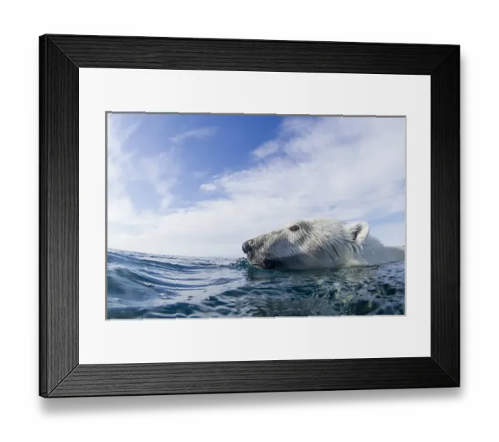 Framed Print : Canada, Nunavut Territory, Repulse Bay, Close-up of Polar Bear (Ursus maritimus)