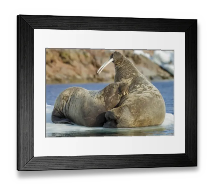 Framed Print : Canada, Nunavut Territory, Repulse Bay, Walrus (Odobenus rosmarus) and calf resting Framed Print : Canada, Nunavut Territory, Repulse Bay, Walrus (Odobenus rosmarus) and calf resting