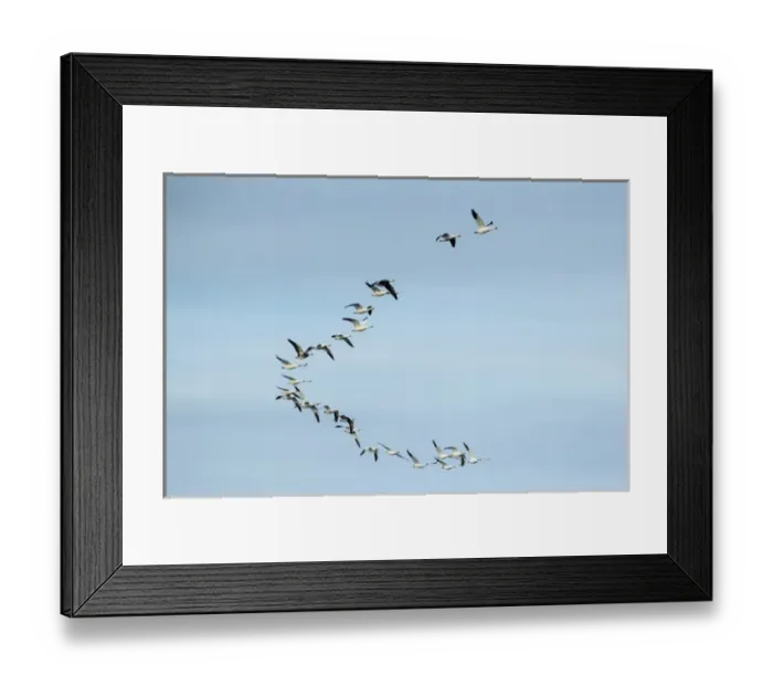 Framed Print : Female blue winged teal (Anas discors) in flight at Funk WPA near Minden, Nebraska, USA