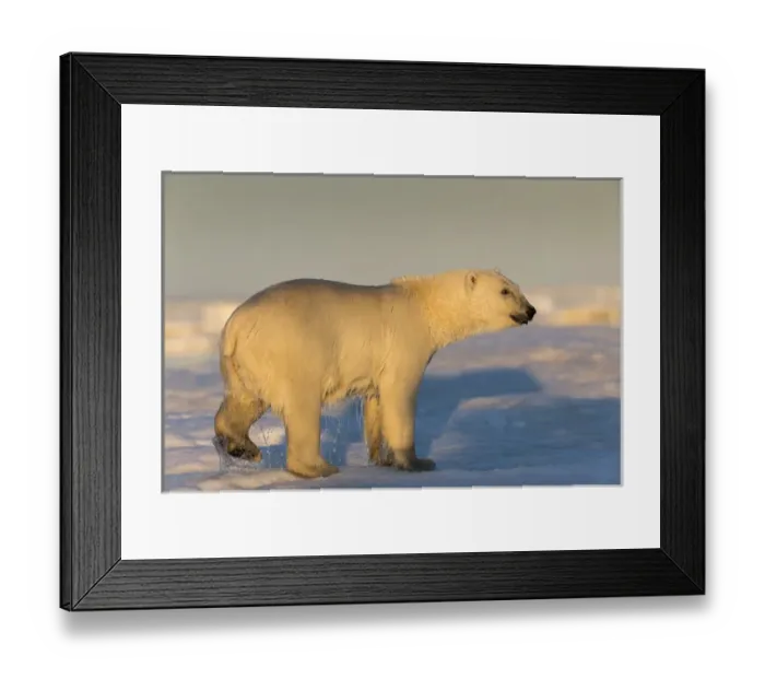 Framed Print : Canada, Nunavut Territory, Rear view of Polar Bear (Ursus maritimus) walking on melting Framed Print : Canada, Nunavut Territory, Rear view of Polar Bear (Ursus maritimus) walking on melting