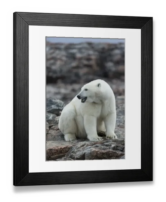 Framed Print : Canada, Nunavut Territory, Repulse Bay, Polar Bear (Ursus maritimus) sitting along Framed Print : Canada, Nunavut Territory, Repulse Bay, Polar Bear (Ursus maritimus) sitting along