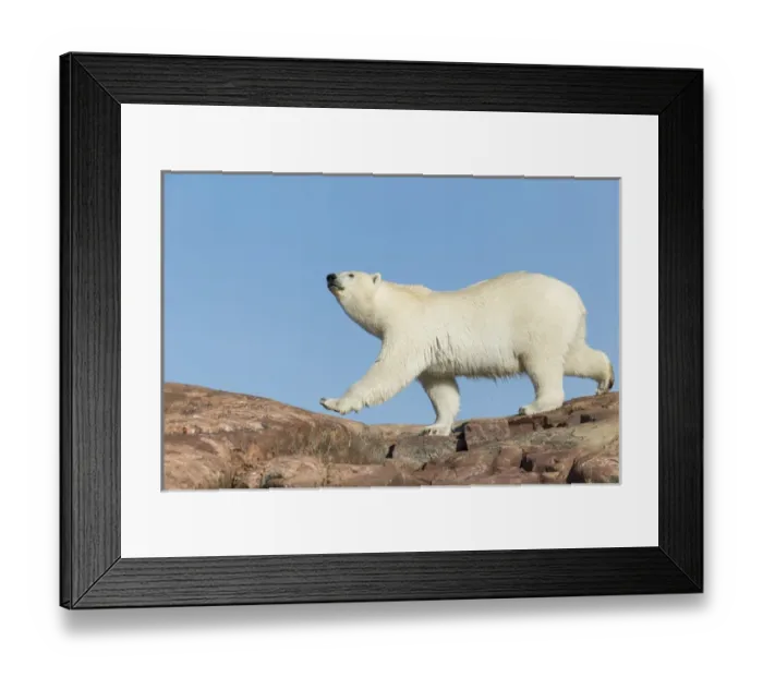 Framed Print : Canada, Nunavut Territory, Repulse Bay, Polar Bear (Ursus maritimus) walking on rocky Framed Print : Canada, Nunavut Territory, Repulse Bay, Polar Bear (Ursus maritimus) walking on rocky