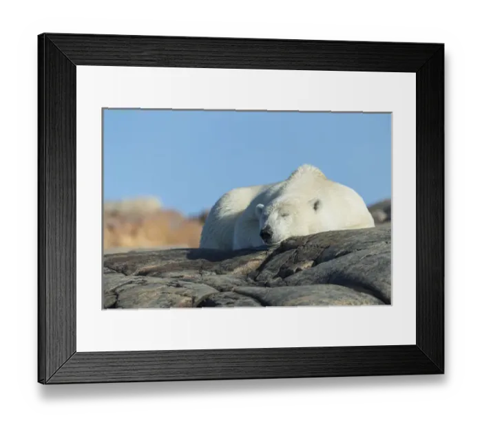 Framed Print : Canada, Nunavut Territory, Repulse Bay, Polar Bear (Ursus maritimus) resting on rocky
