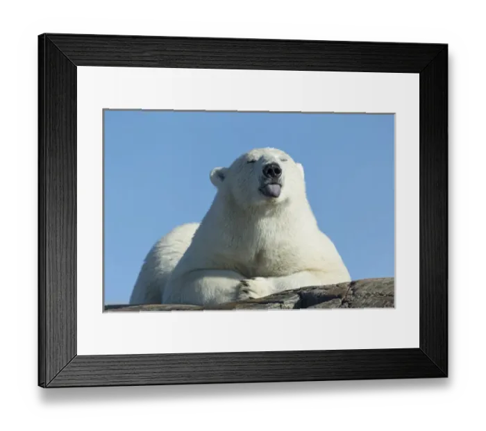 Framed Print : Canada, Nunavut Territory, Repulse Bay, Polar Bear (Ursus maritimus) sticks out tongue Framed Print : Canada, Nunavut Territory, Repulse Bay, Polar Bear (Ursus maritimus) sticks out tongue