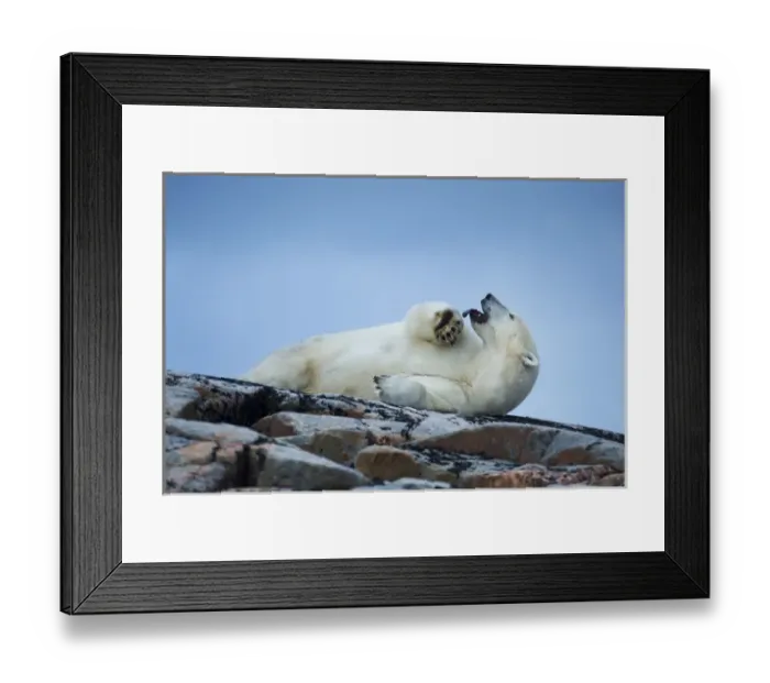 Framed Print : Canada, Nunavut Territory, Repulse Bay, Adult Male Polar Bear (Ursus maritimus) yawns Framed Print : Canada, Nunavut Territory, Repulse Bay, Adult Male Polar Bear (Ursus maritimus) yawns