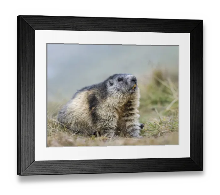 Framed Print : Alpine Marmot (Marmota marmota) in the NP Hohe Tauern near Mount Grossglockner. Europe Framed Print : Alpine Marmot (Marmota marmota) in the NP Hohe Tauern near Mount Grossglockner. Europe