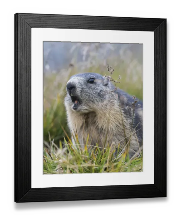 Framed Print : Alpine Marmot (Marmota marmota) in the NP Hohe Tauern near Mount Grossglockner. Europe Framed Print : Alpine Marmot (Marmota marmota) in the NP Hohe Tauern near Mount Grossglockner. Europe
