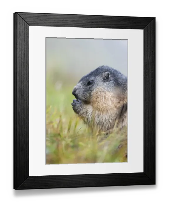 Framed Print : Alpine Marmot (Marmota marmota) in the NP Hohe Tauern near Mount Grossglockner. Europe Framed Print : Alpine Marmot (Marmota marmota) in the NP Hohe Tauern near Mount Grossglockner. Europe