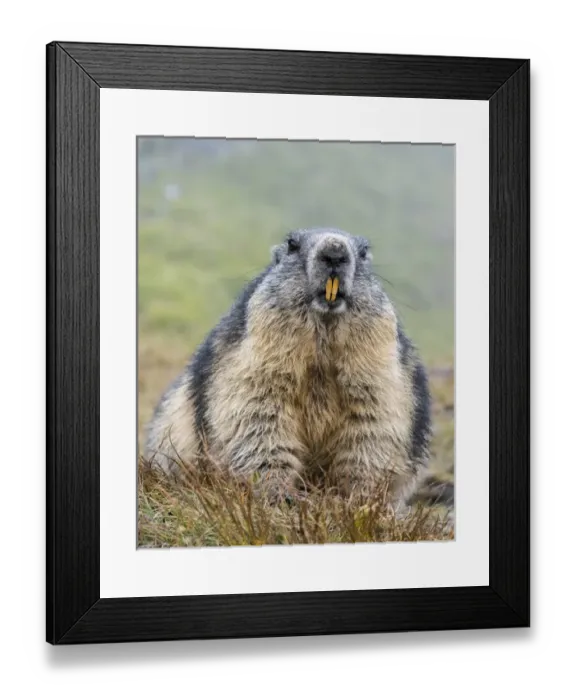 Framed Print : Alpine Marmot (Marmota marmota) in the NP Hohe Tauern near Mount Grossglockner. Europe Framed Print : Alpine Marmot (Marmota marmota) in the NP Hohe Tauern near Mount Grossglockner. Europe
