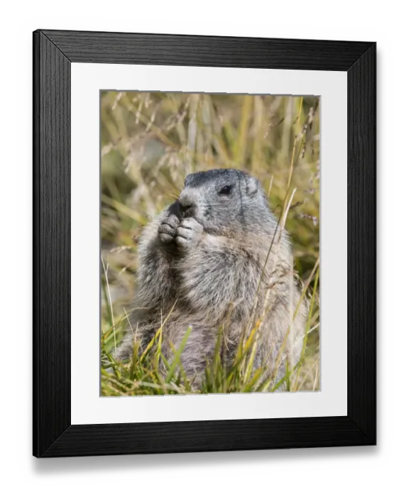 Framed Print : Alpine Marmot (Marmota marmota) in the NP Hohe Tauern near Mount Grossglockner. Europe Framed Print : Alpine Marmot (Marmota marmota) in the NP Hohe Tauern near Mount Grossglockner. Europe