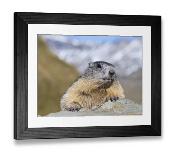 Framed Print : Alpine Marmot (Marmota marmota) in the NP Hohe Tauern near Mount Grossglockner. Europe Framed Print : Alpine Marmot (Marmota marmota) in the NP Hohe Tauern near Mount Grossglockner. Europe