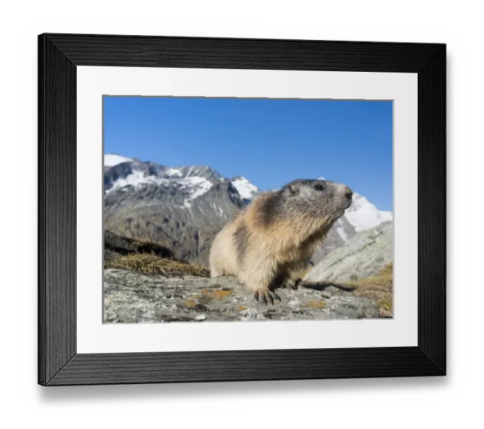 Framed Print : Alpine Marmot (Marmota marmota) in the NP Hohe Tauern near Mount Grossglockner. Europe Framed Print : Alpine Marmot (Marmota marmota) in the NP Hohe Tauern near Mount Grossglockner. Europe
