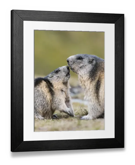 Framed Print : Alpine Marmot (Marmota marmota) in the NP Hohe Tauern near Mount Grossglockner. Europe Framed Print : Alpine Marmot (Marmota marmota) in the NP Hohe Tauern near Mount Grossglockner. Europe