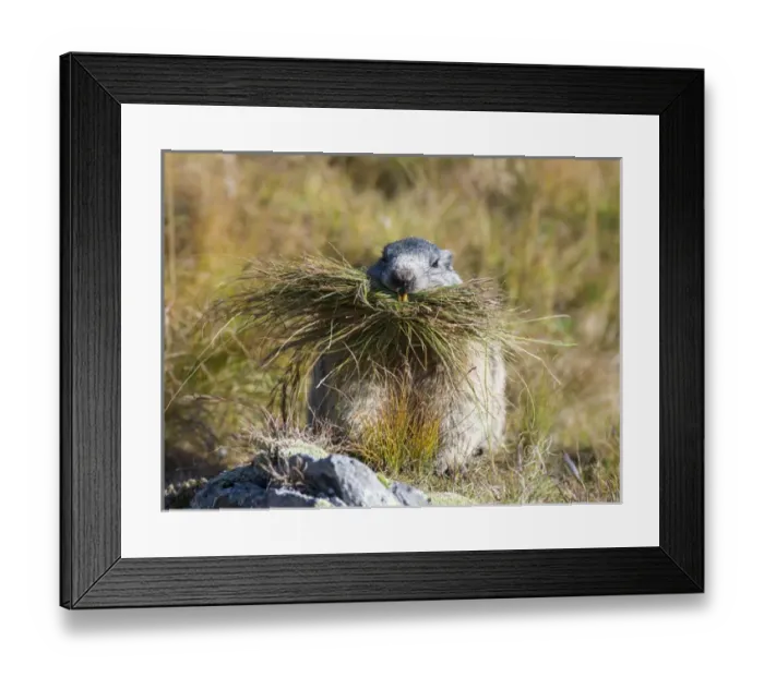 Framed Print : Alpine Marmot (Marmota marmota) in the NP Hohe Tauern near Mount Grossglockner Framed Print : Alpine Marmot (Marmota marmota) in the NP Hohe Tauern near Mount Grossglockner