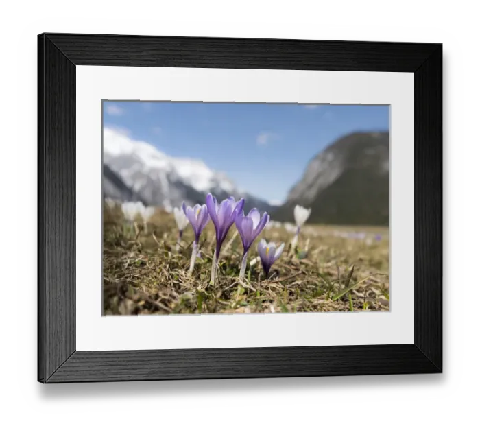 Framed Print : Spring Crocus (Crocus vernus) in full bloom in the Eastern Alps of central Europe