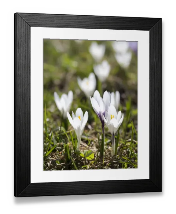 Framed Print : White Spring Crocus (Crocus vernus) in full bloom in the Eastern Alps of central Europe Framed Print : White Spring Crocus (Crocus vernus) in full bloom in the Eastern Alps of central Europe