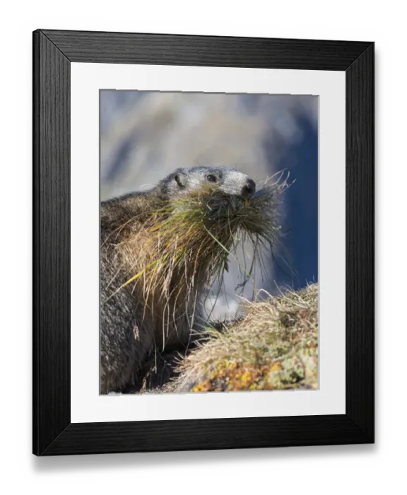 Framed Print : Alpine Marmot (Marmota marmota) in the NP Hohe Tauern near Mount Grossglockner Framed Print : Alpine Marmot (Marmota marmota) in the NP Hohe Tauern near Mount Grossglockner