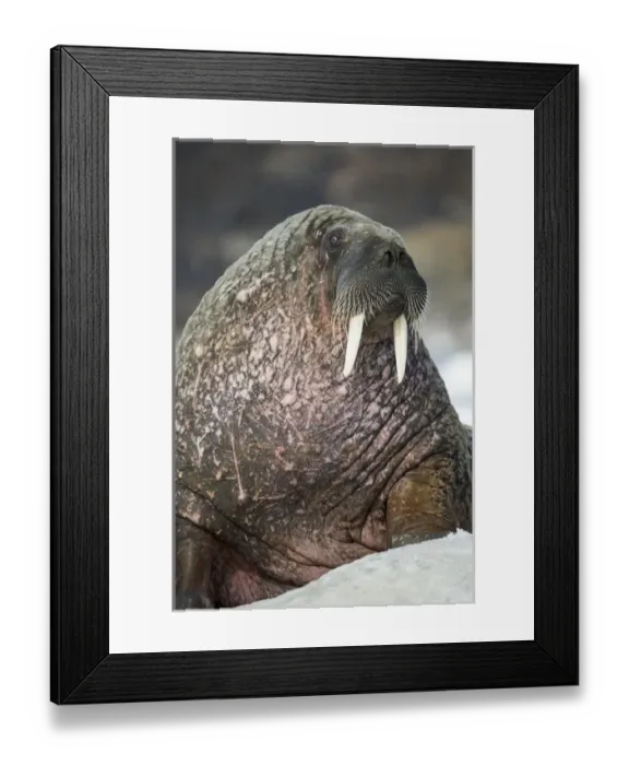 Framed Print : Canada, Nunavut Territory, Repulse Bay, Walrus (Odobenus rosmarus) resting on sea Framed Print : Canada, Nunavut Territory, Repulse Bay, Walrus (Odobenus rosmarus) resting on sea